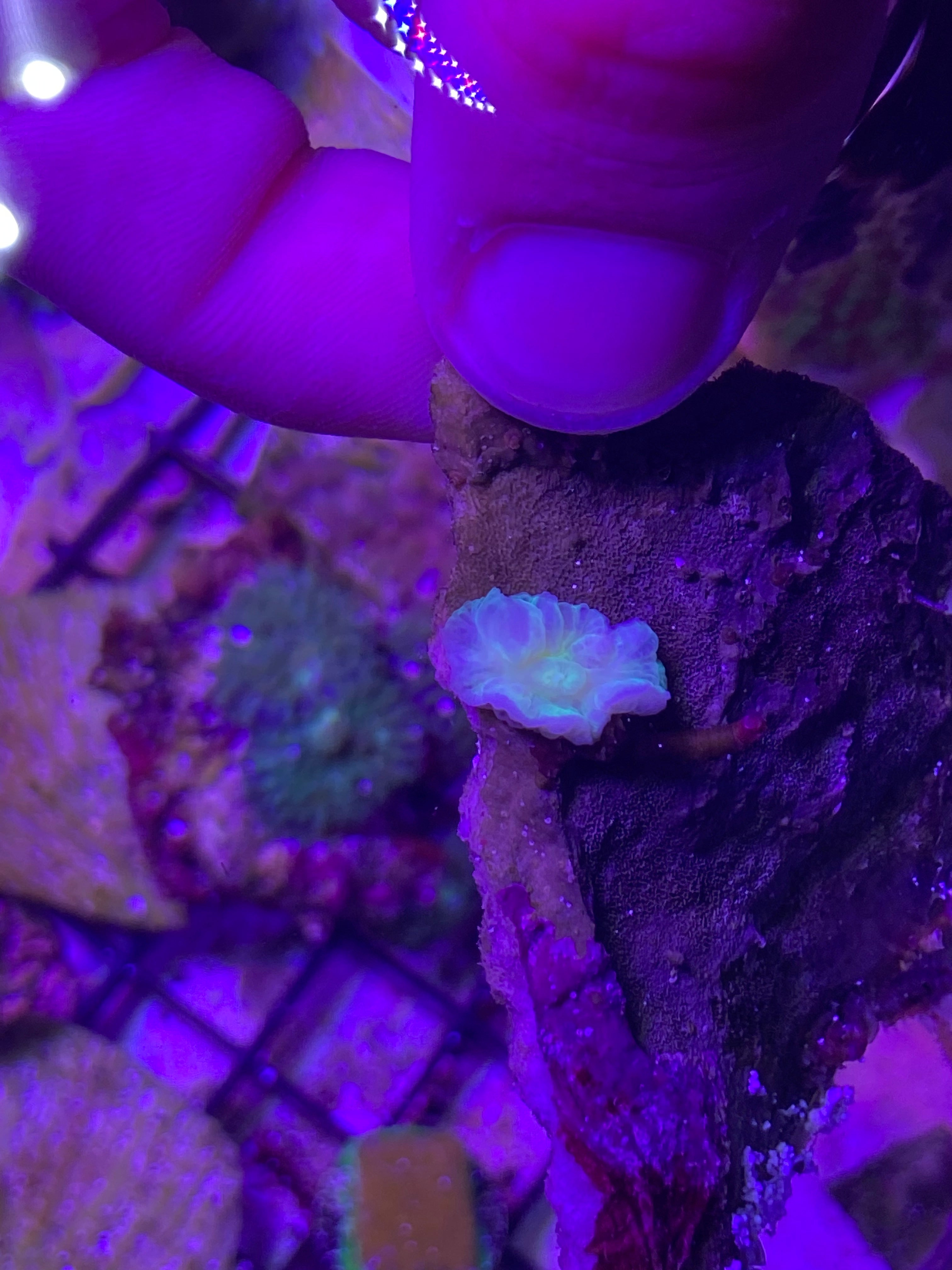 WYSIWYG Holographic Mushroom Coral