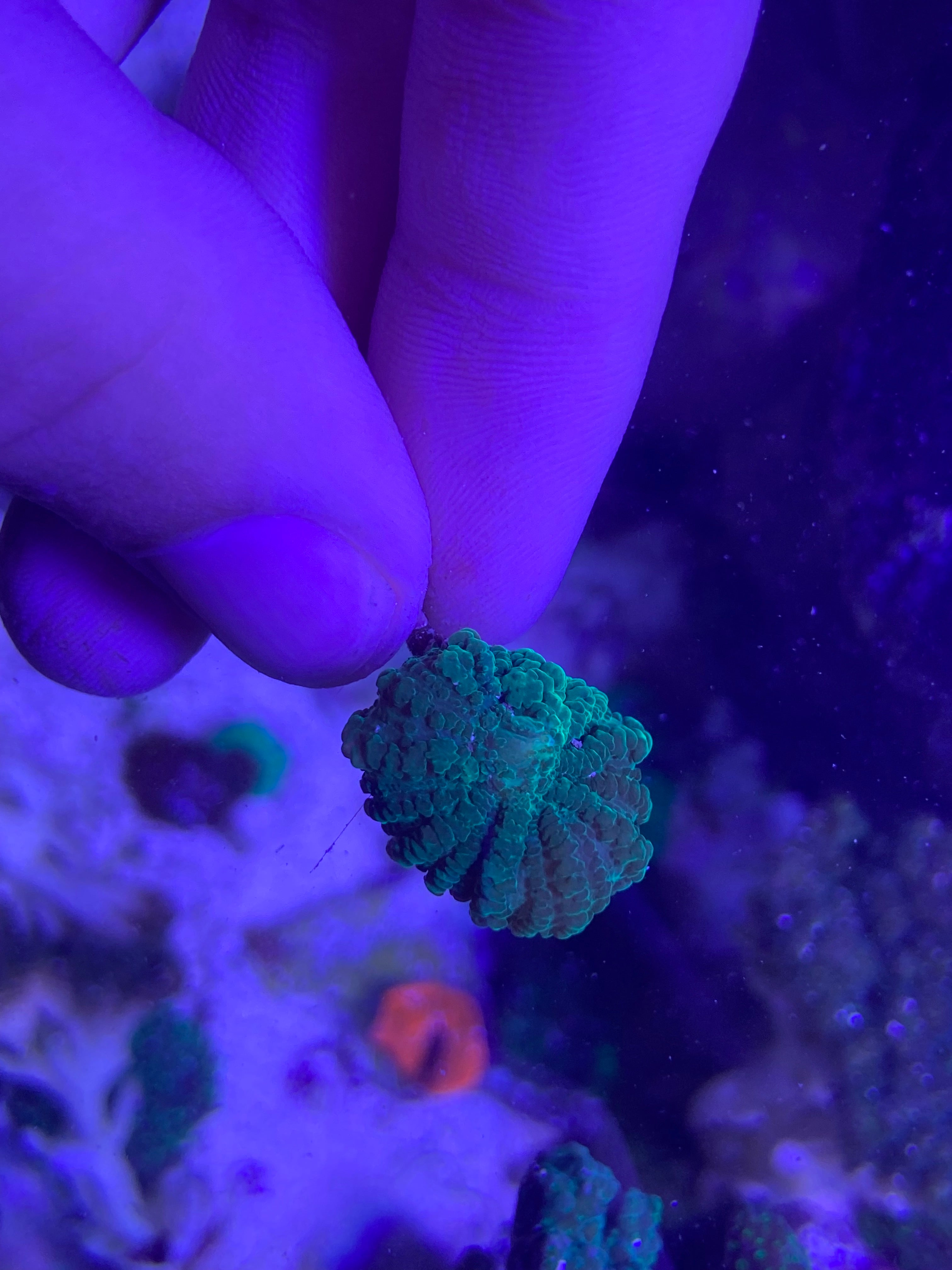 Almost WYSIWYG Green Bouncing Riccordea