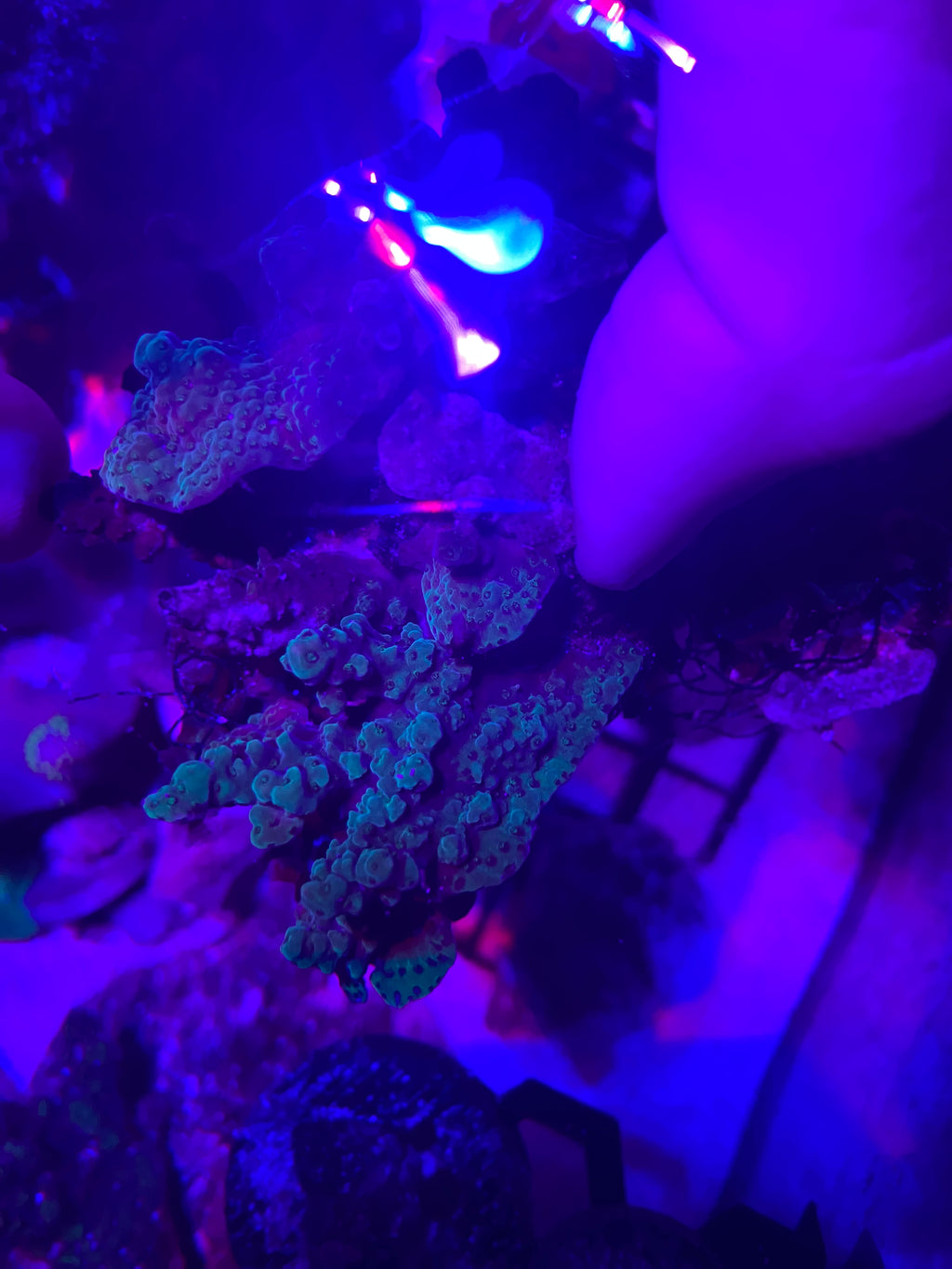 Myco aqua blue stag Acropora frags