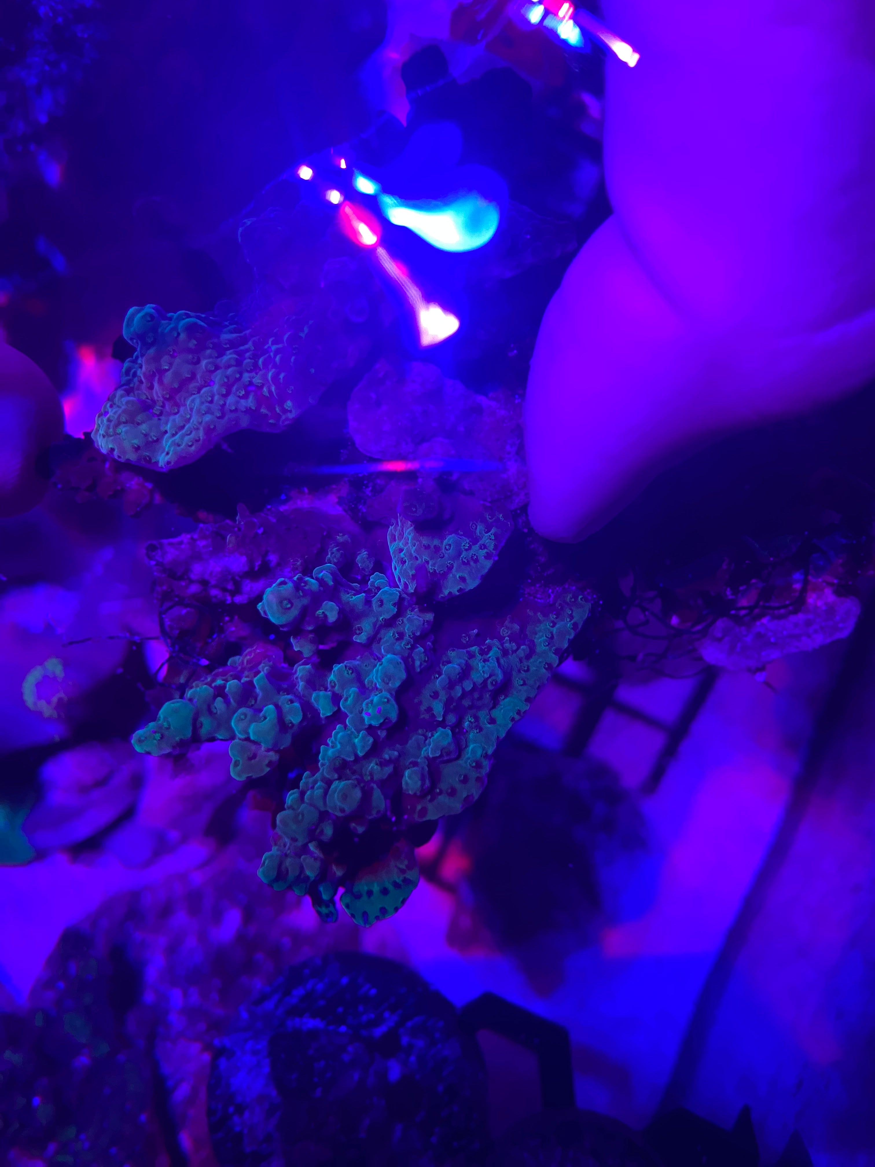 Myco aqua blue stag Acropora frags