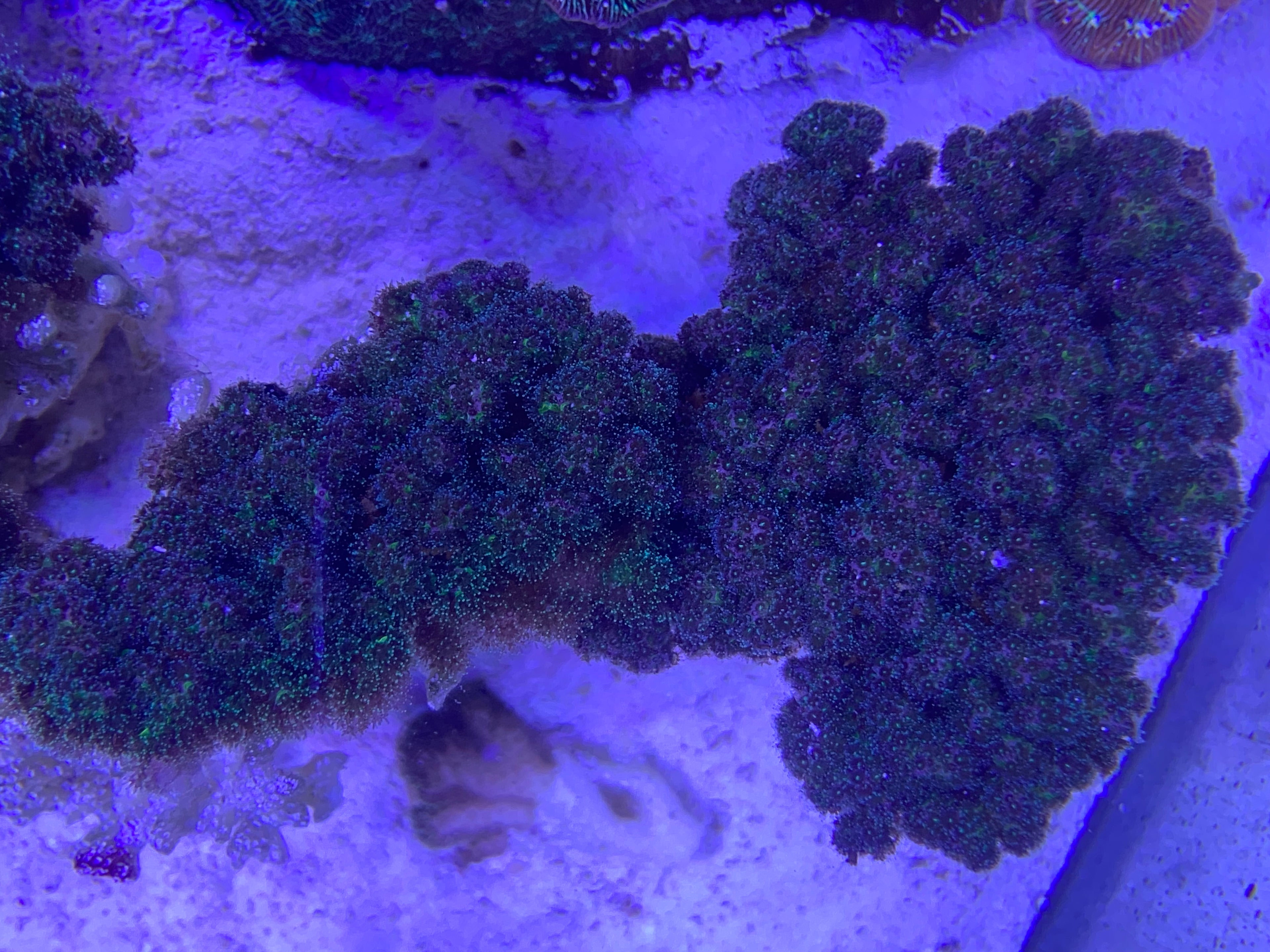 Myco Self Branching PomPom poccliplora