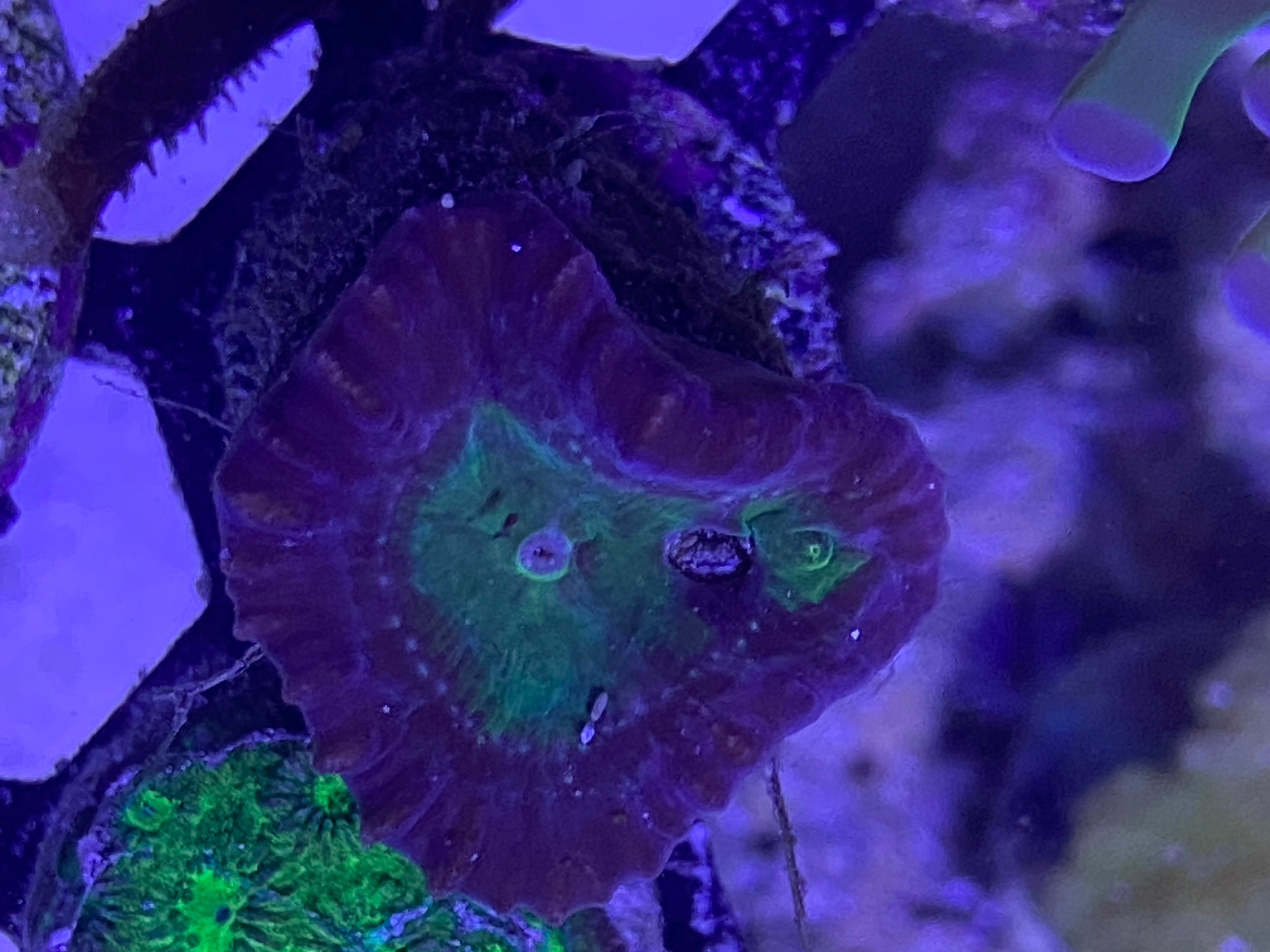 WYSIWYG Aussie Candy Cane