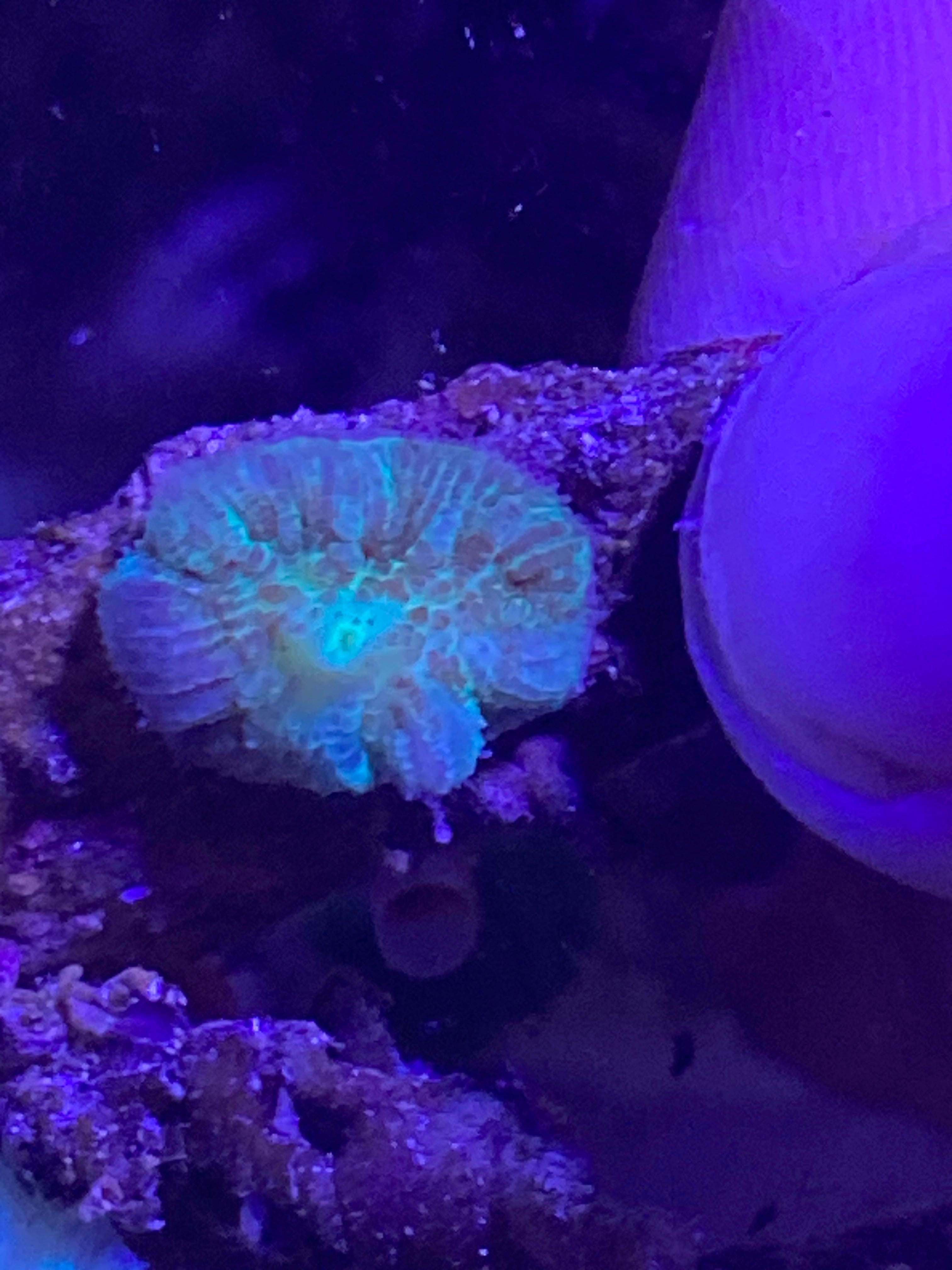 Og Tequila sunrise mushroom corals