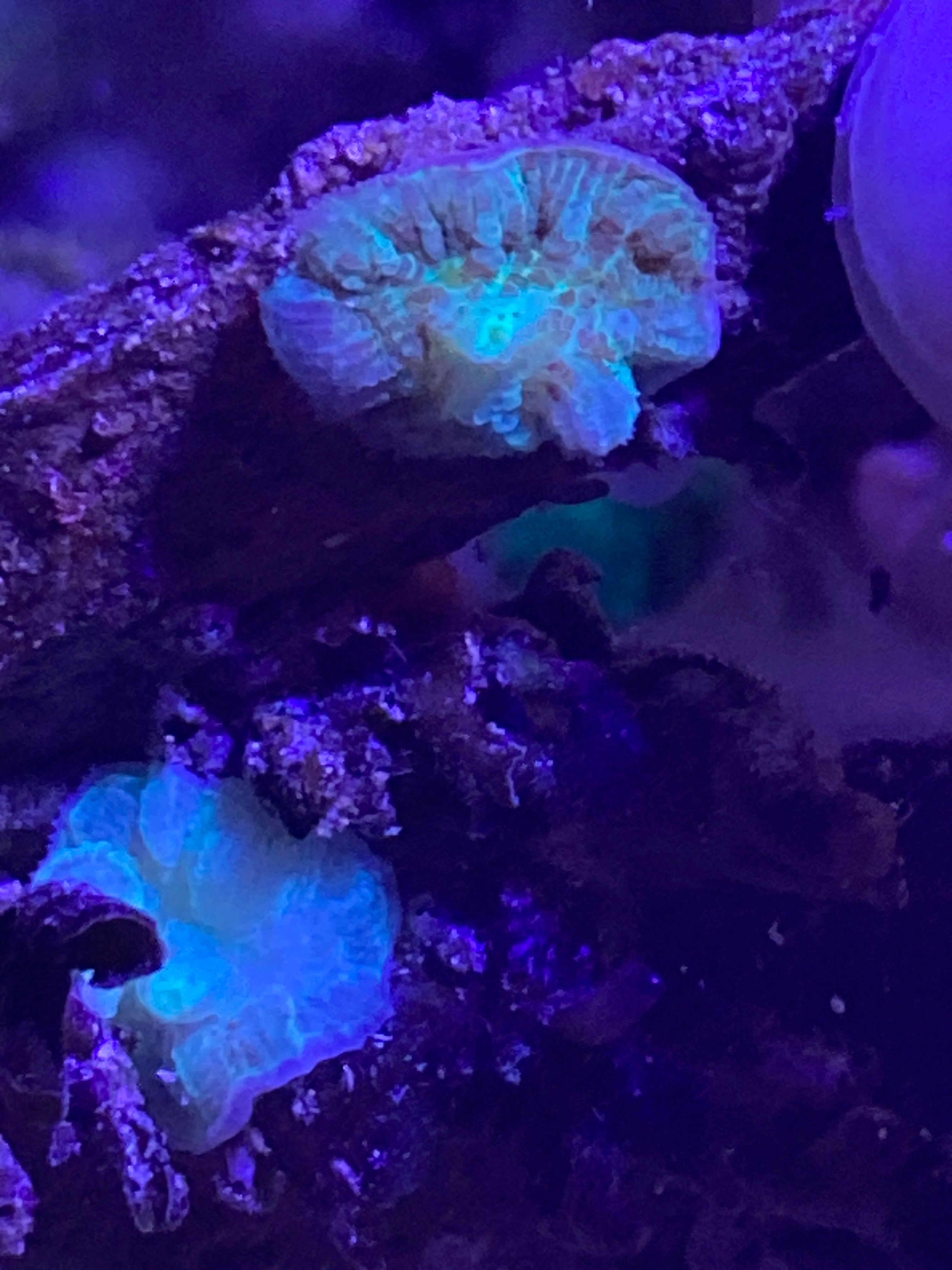 Og Tequila sunrise mushroom corals