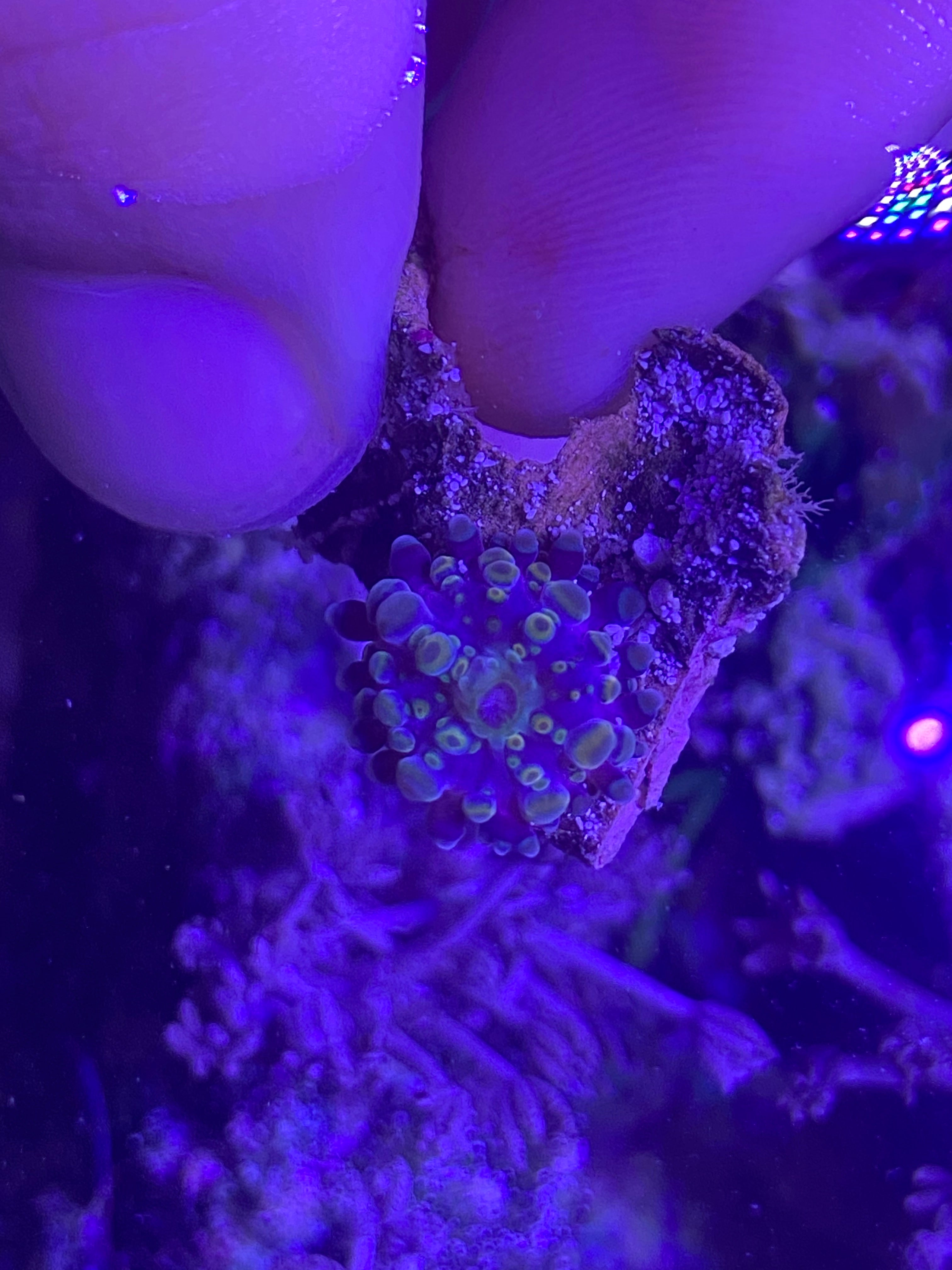 WYSIWYG MYCO Gold fumed Mushroom Coral