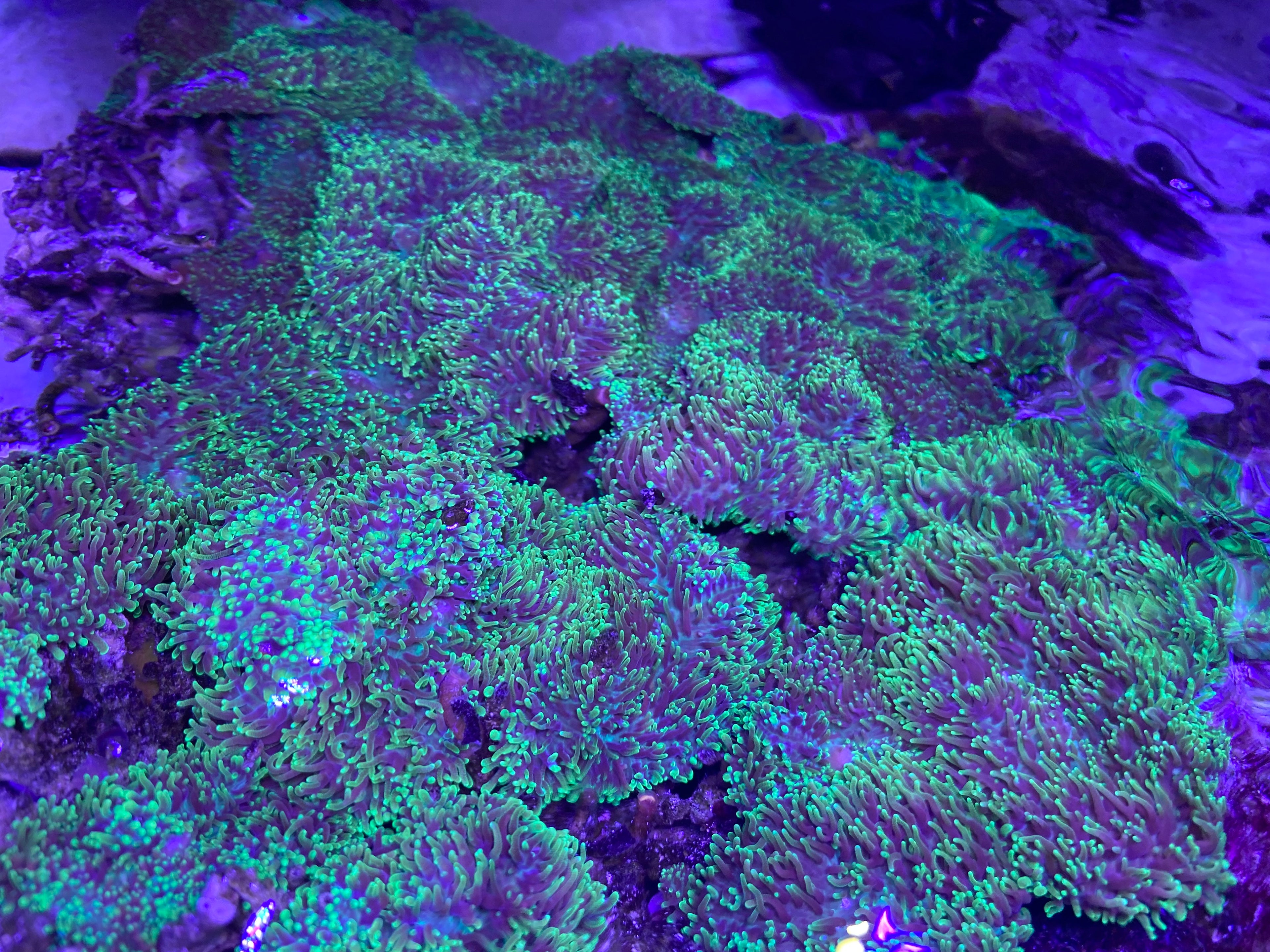 Green hairy mushroom coral