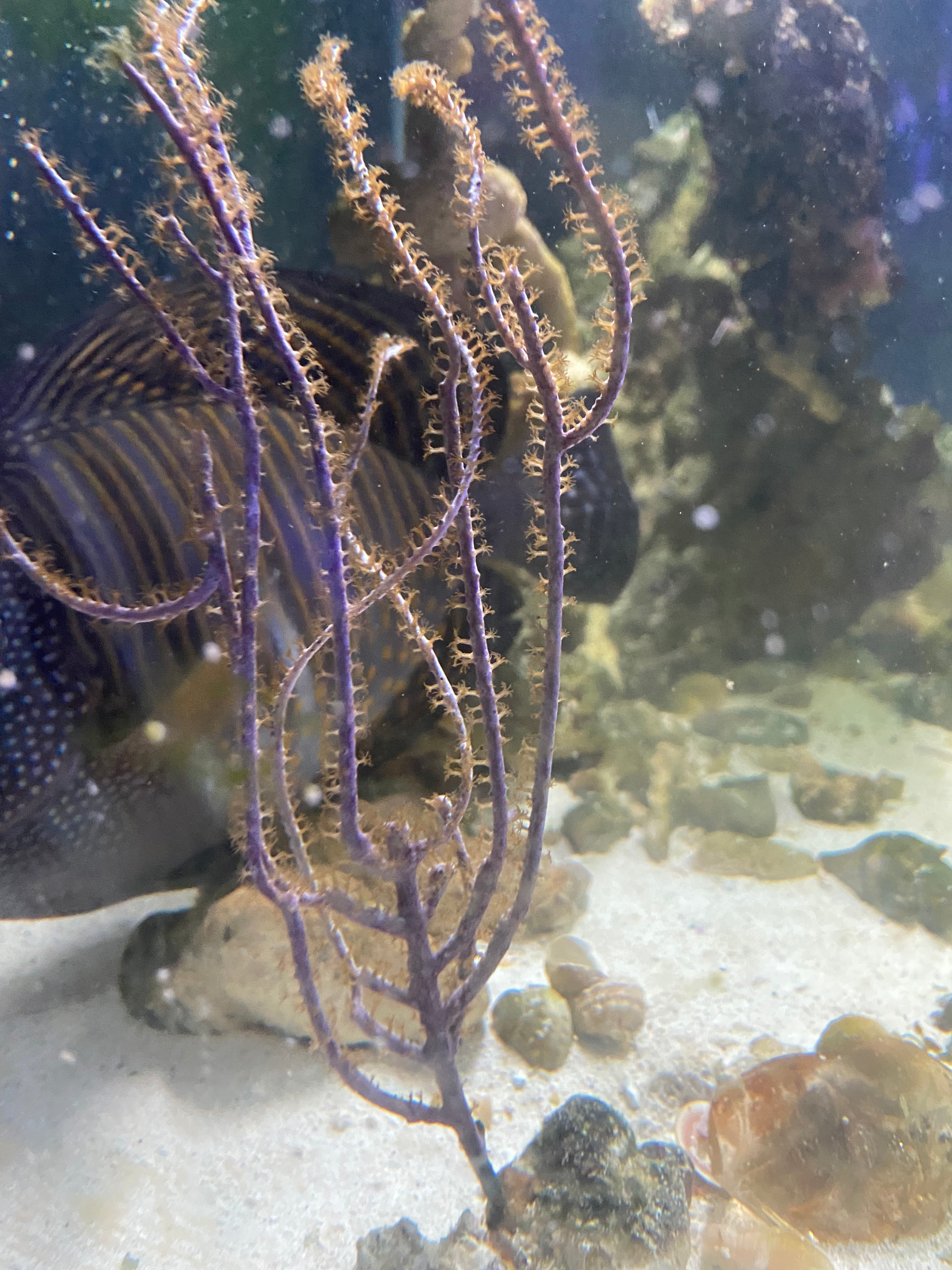 Purple Gorgonian Frag