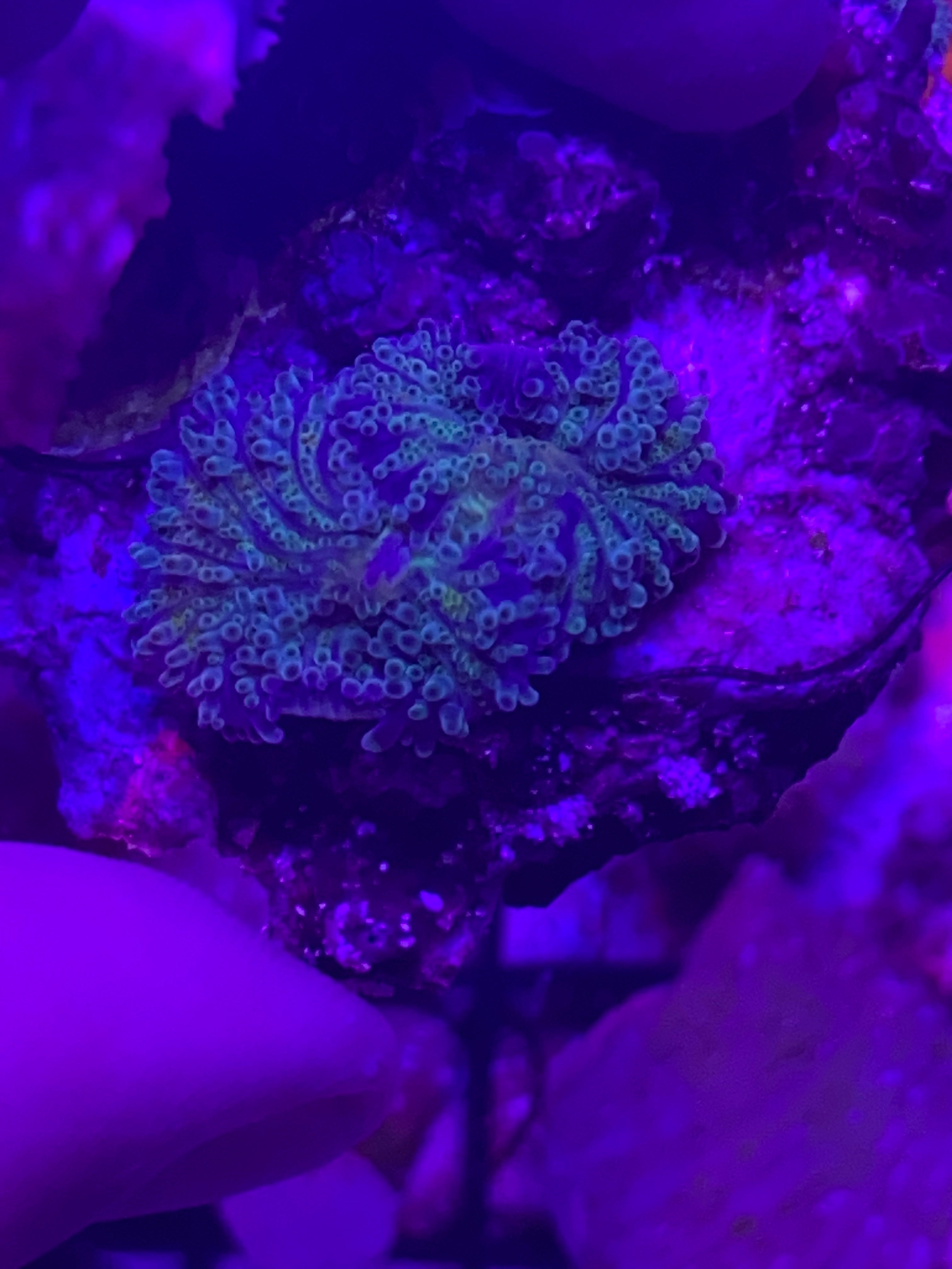 WYSIWYG 4 ultra rainbow Yuma mushroom coral colony