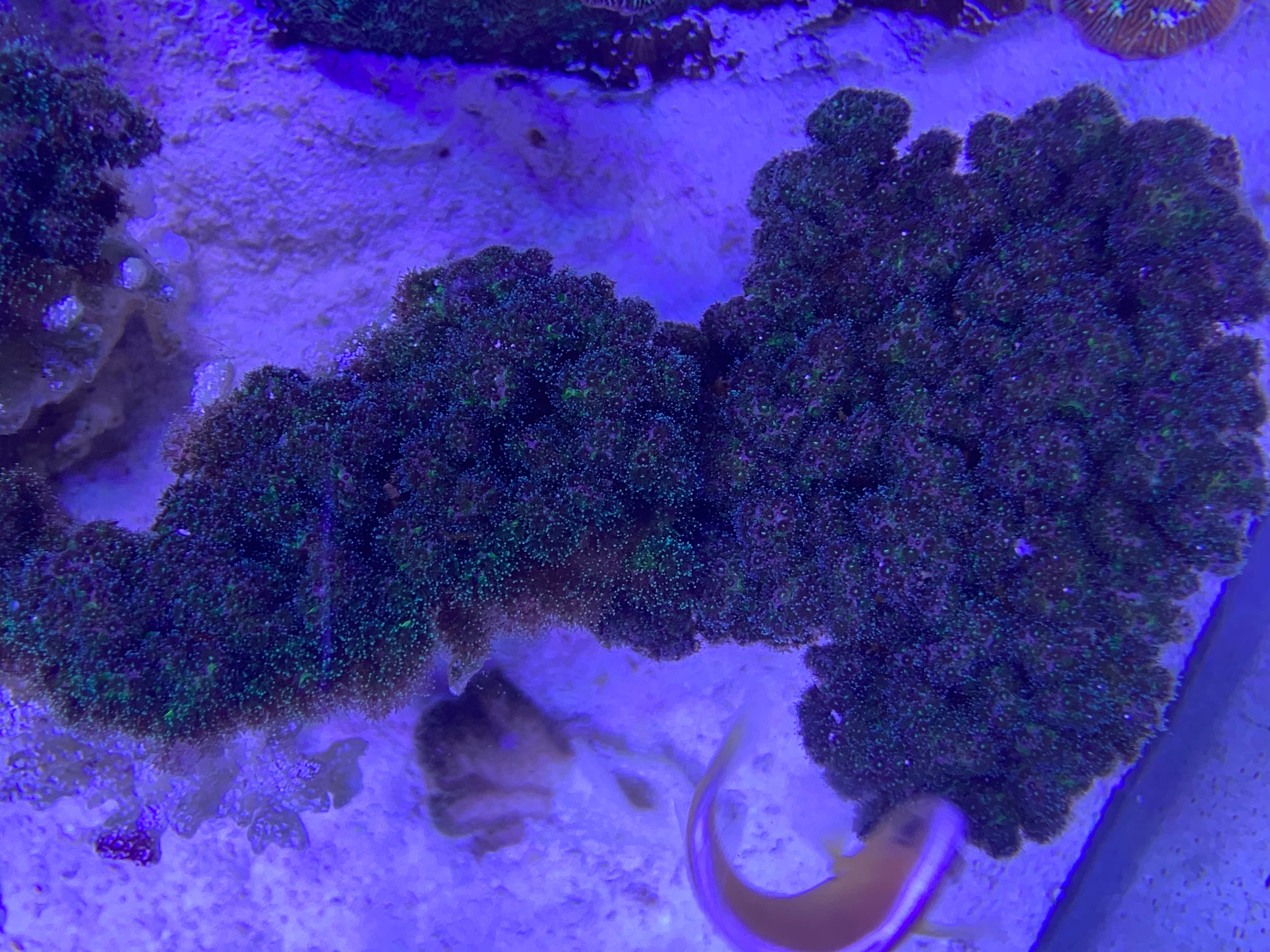 Myco Self Branching PomPom poccliplora
