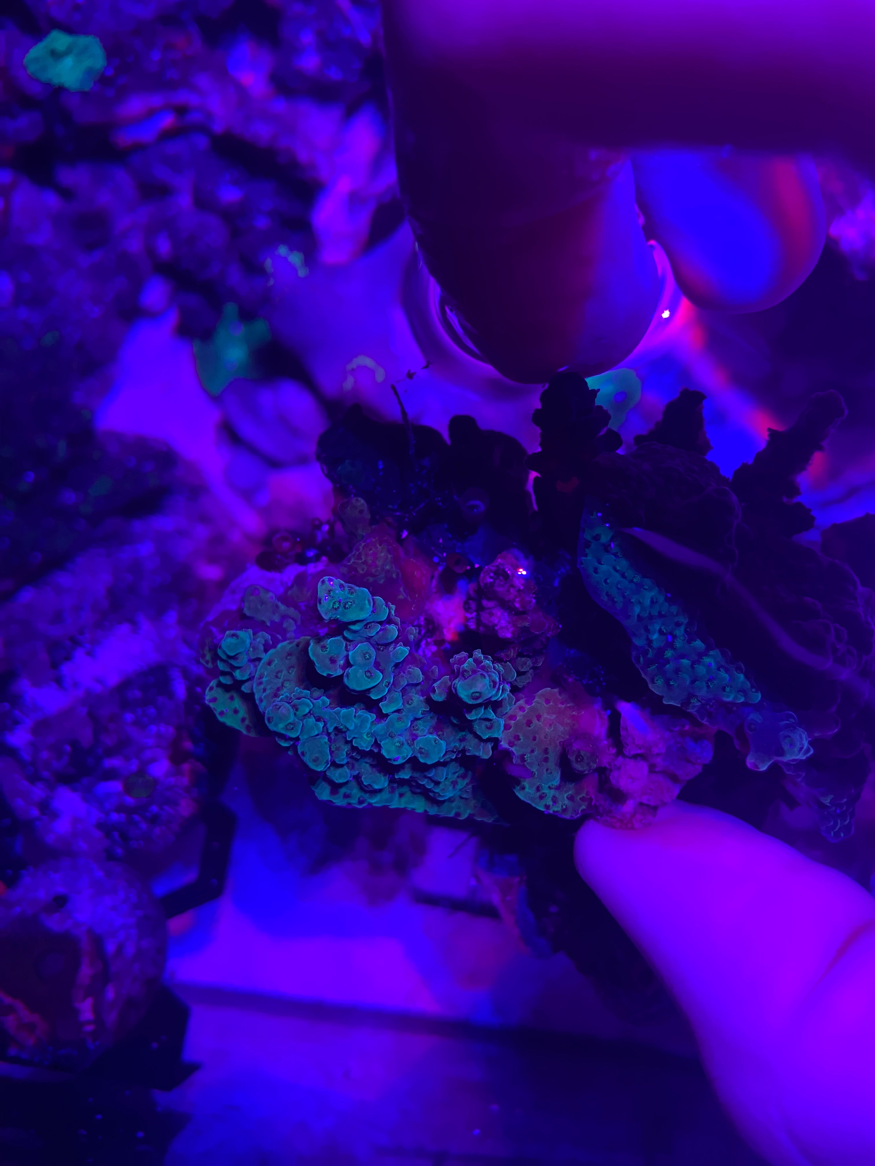 Myco aqua blue stag Acropora frags