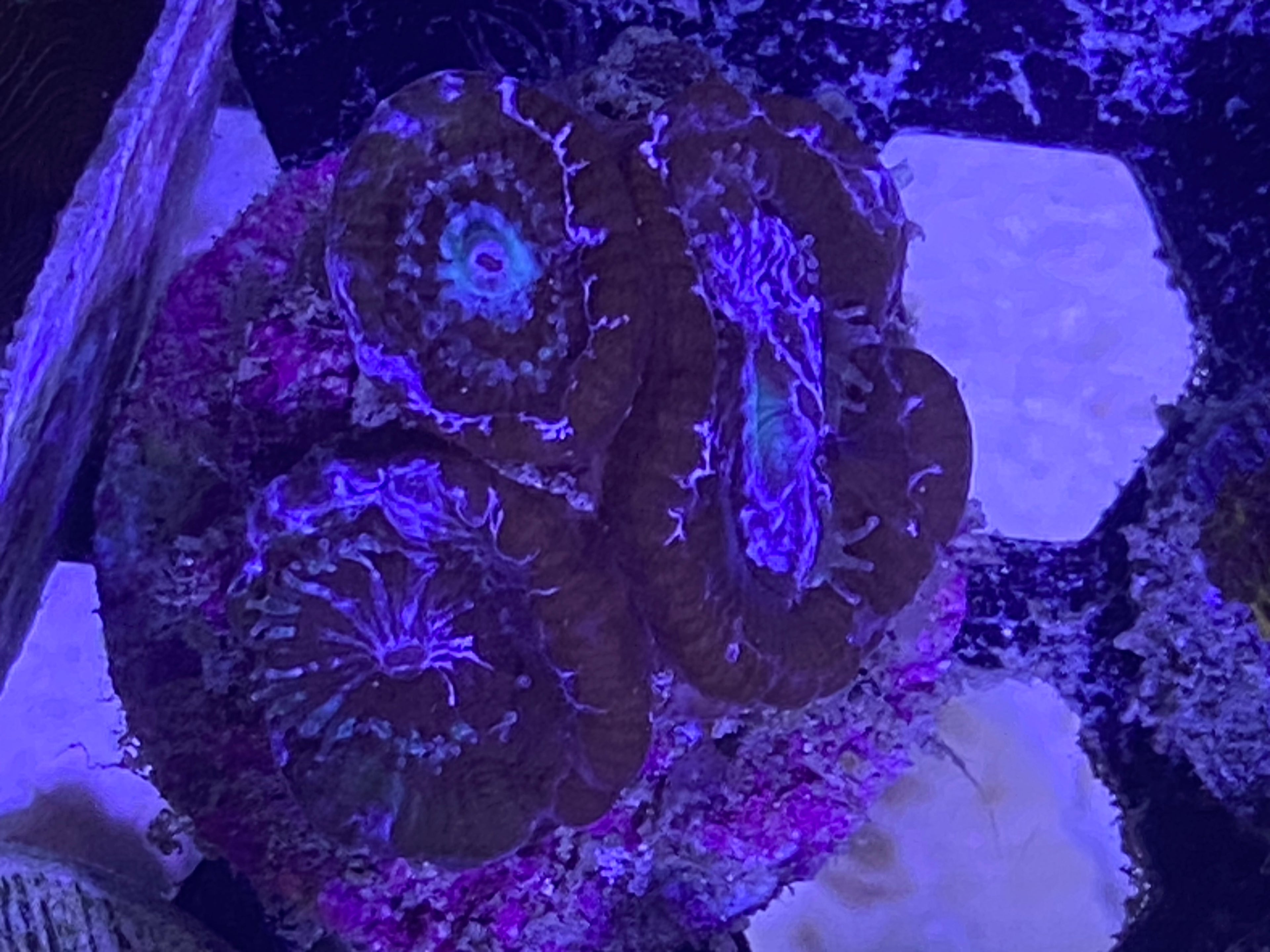 WYSIWYG UFO Acan