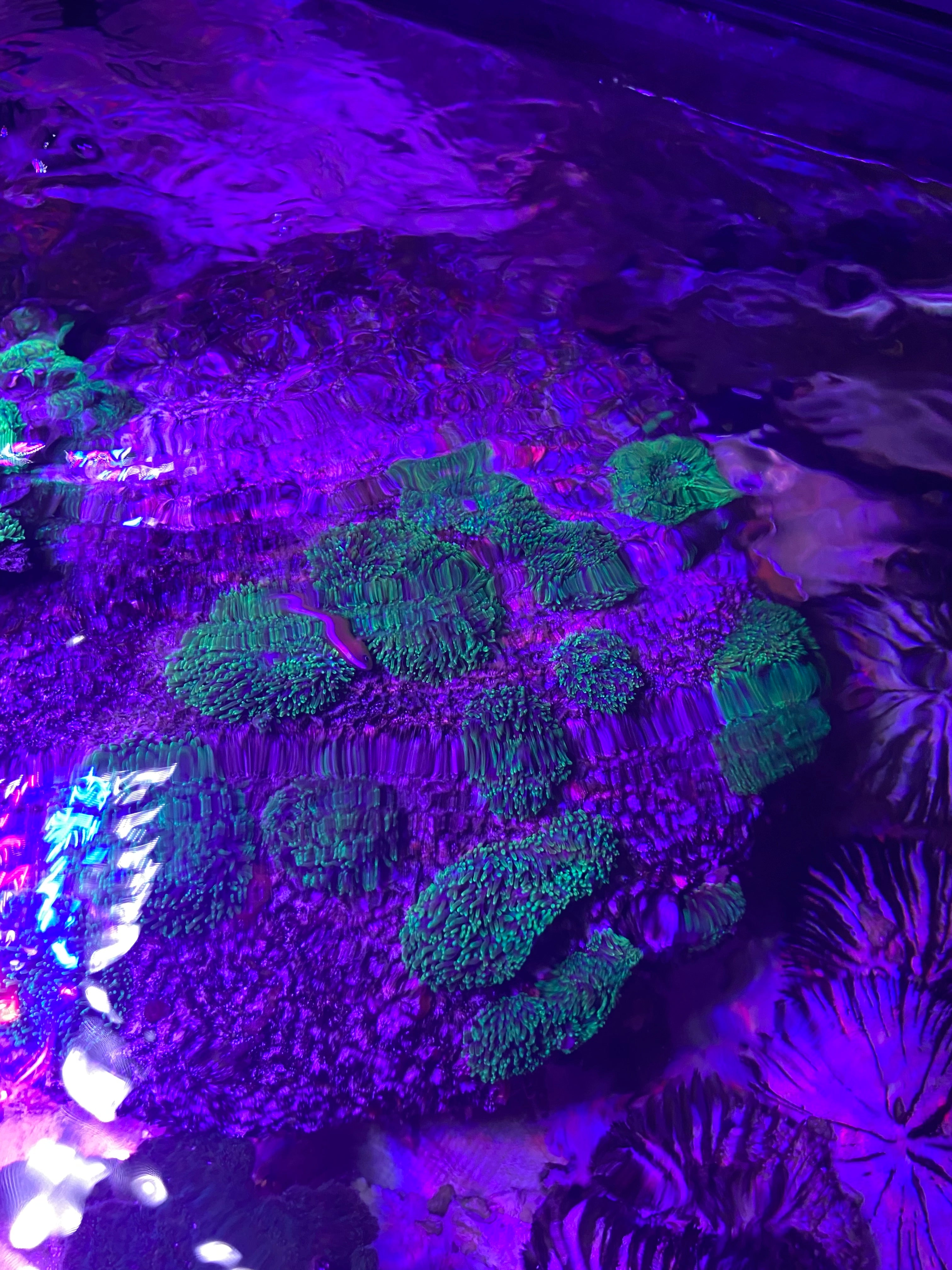Green hairy mushroom coral