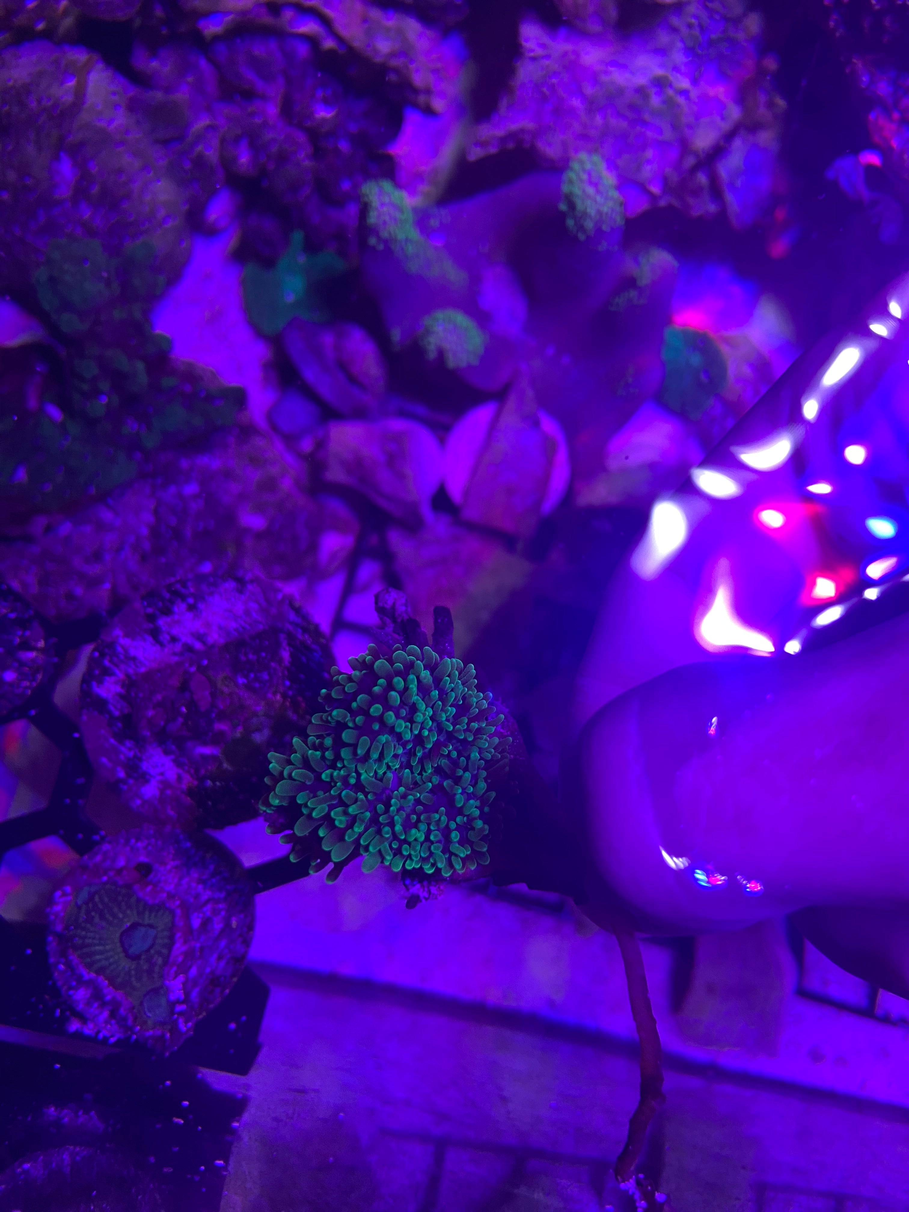 Green hairy mushroom coral